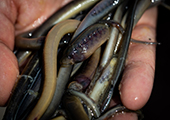 Sea lamprey larvae