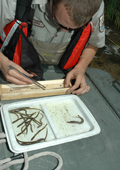 Sea Lamprey Larval Assessment After Lampricide Treatment