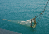 Lake Huron Larval Fish Sampling