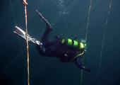 Scuba Diver Descends