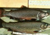 Brook Trout