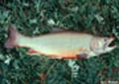 Brook Trout