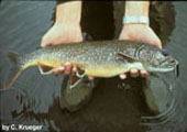 Lake Trout