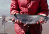 Steelhead 