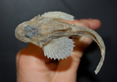 Deepwater Sculpin