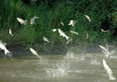 Asian Carp Explosion 