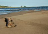 Lake Michigan Beach