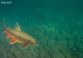 Lake Trout Underwater, Great Bear Lake 1