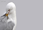 Ring-Billed Gull